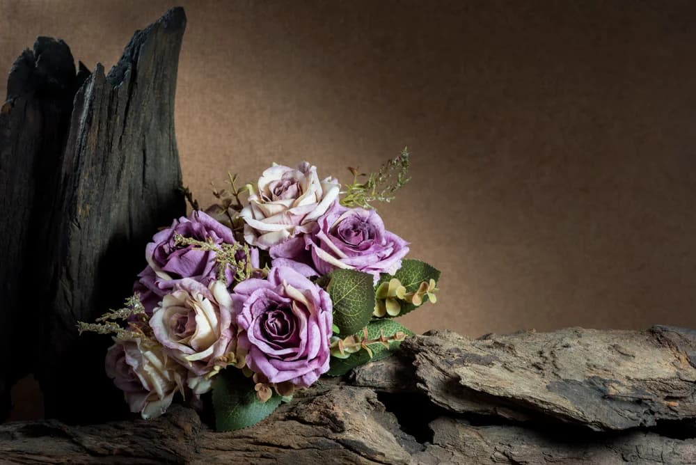 Purple roses showing their petal colour in a reference photograph