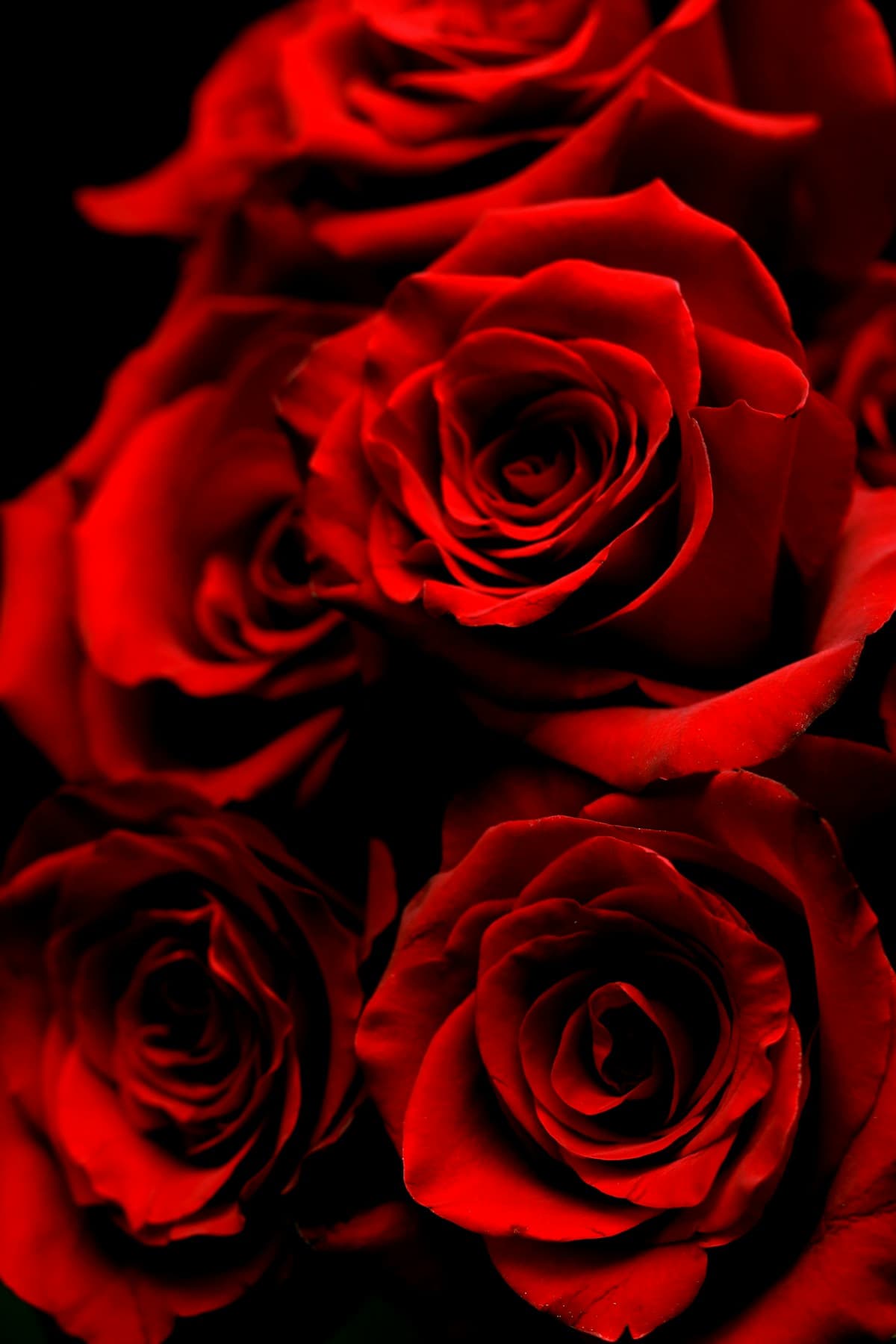 Flowers in Polokwane by Occasion: Birthday, Romance, Sympathy, Graduation and Corporate Gifts